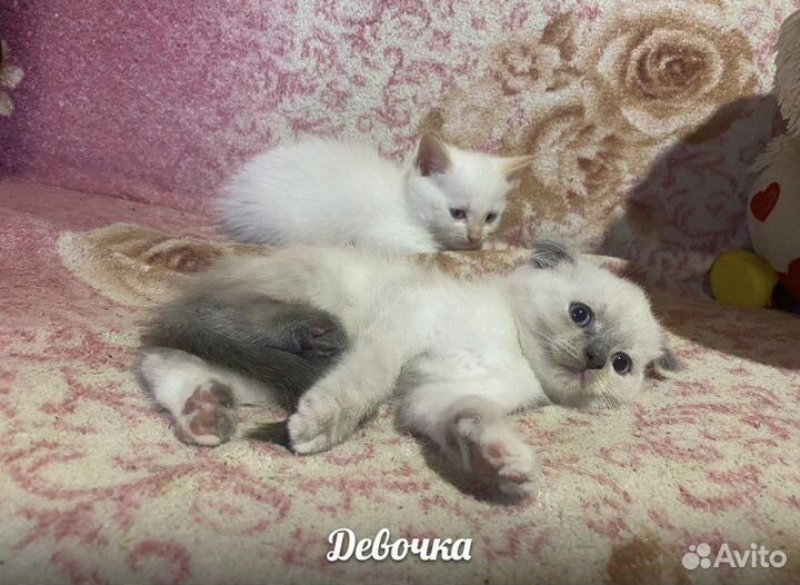 Котята в добрые руки
