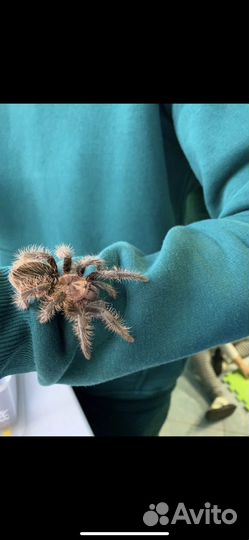 Пауки птицееды