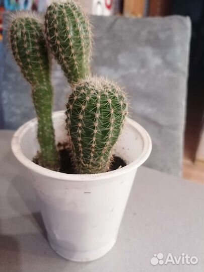 Кактусы и суккуленты