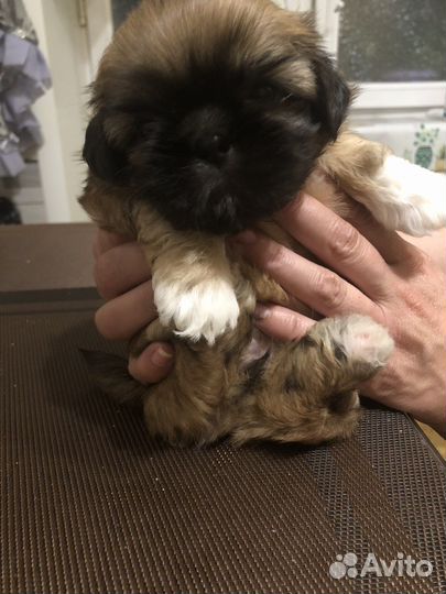 Продам щенка щит-цу девочка