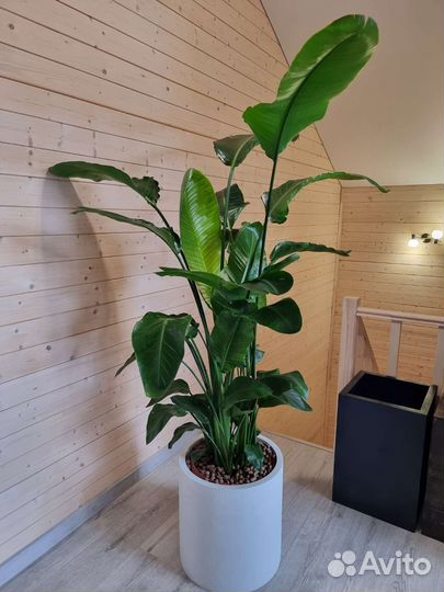 Горшок из Бетона для цветов/растений, Германия