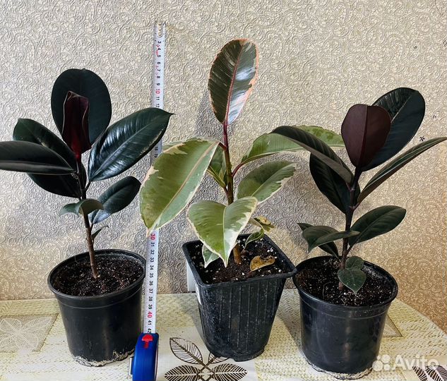 Комнатные растения цветы