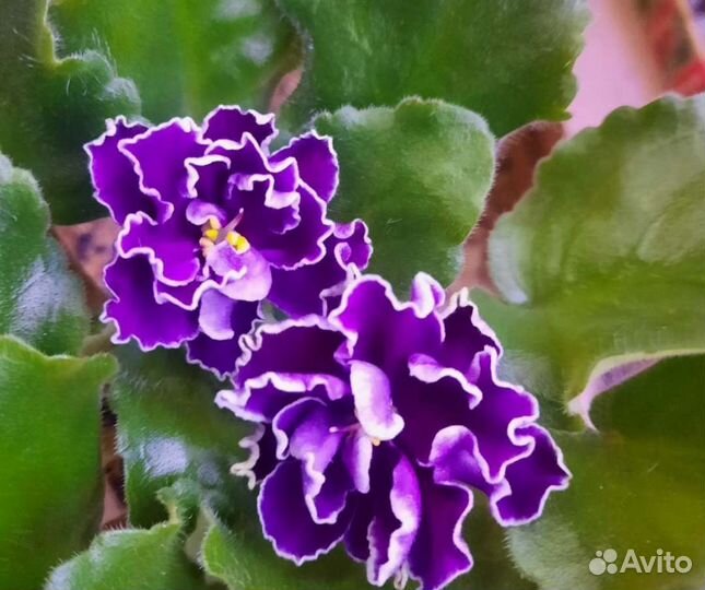 Сортовые Фиалки