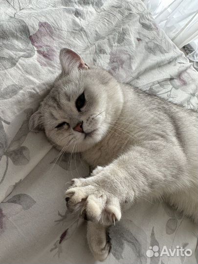 Британская кошка