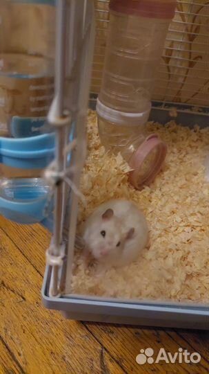 Джунгарский хомяк с клеткой бесплатно