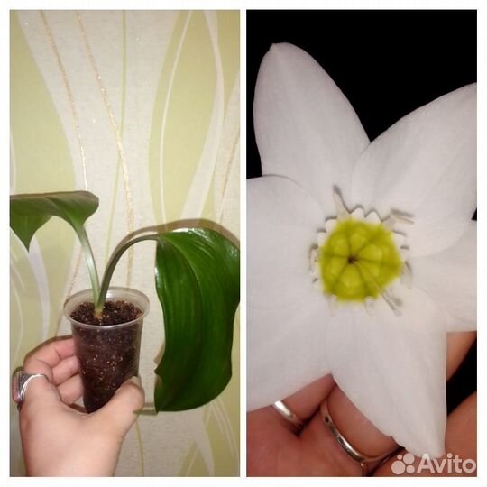 Эухарис амазонская лилия