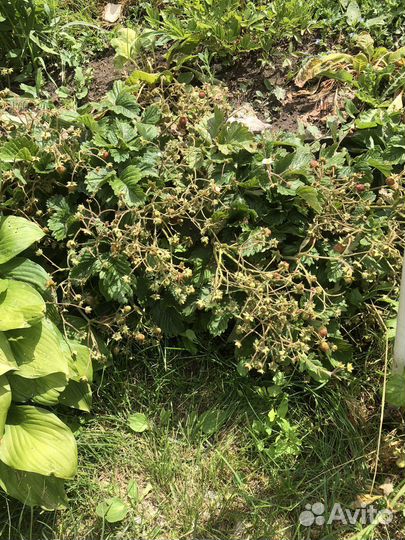 Усы земляники садовой, клубники