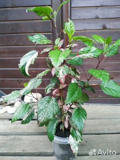 Гибискус комнатный снежная королева