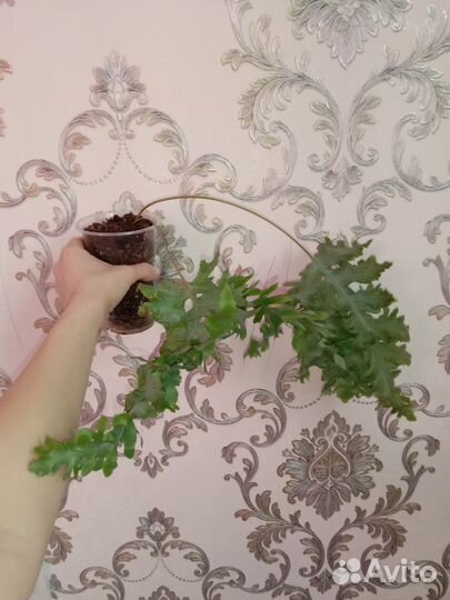 Папоротник флебодиум давана