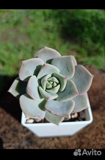 Суккуленты