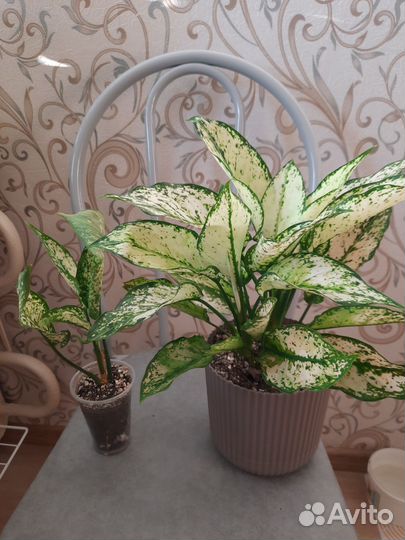 Аглаонемы разные