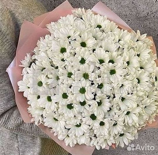 Хризантема