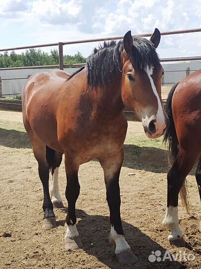 Жеребцы 2х летки