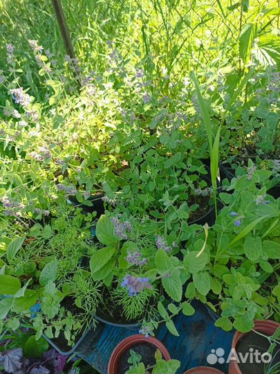 Котовник фассена