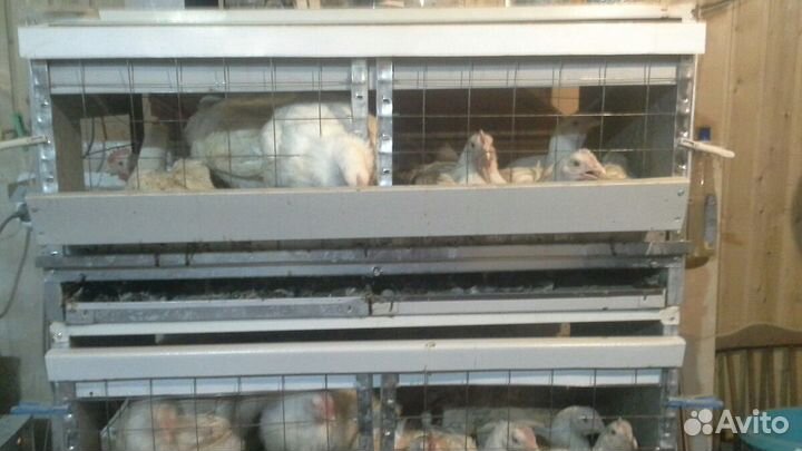 Клетки и брудера для домашней птицы