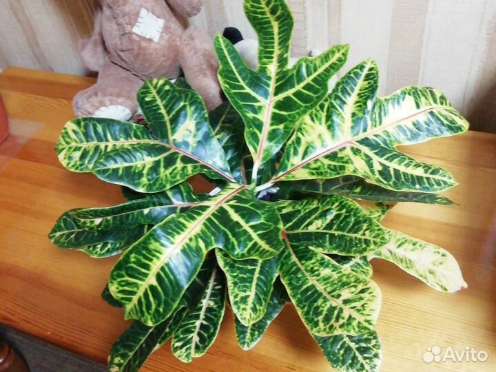 Кодиеум кротон