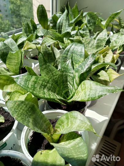 Сансевиерия