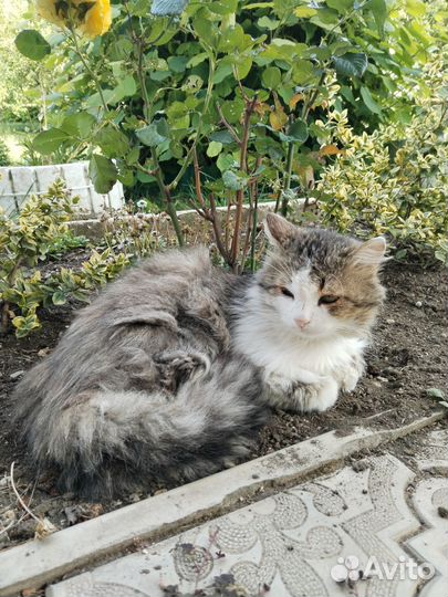 Кошки в добрые руки бесплатно
