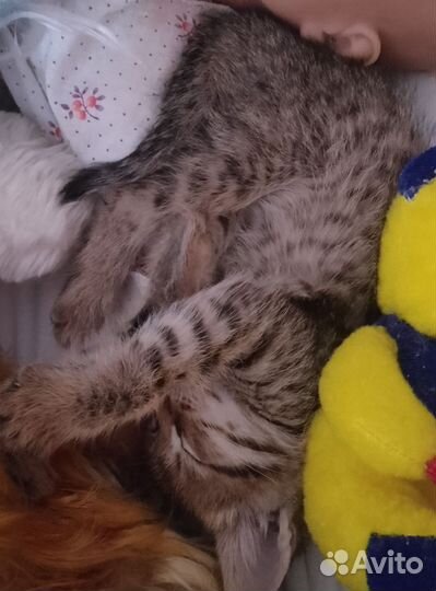 Котята отдам бесплатно