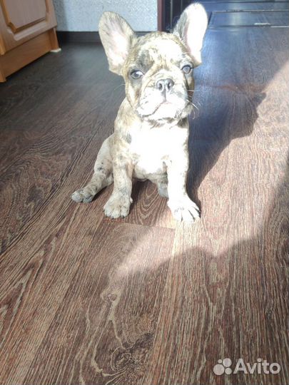 Продаю щенка породы французский бульдог