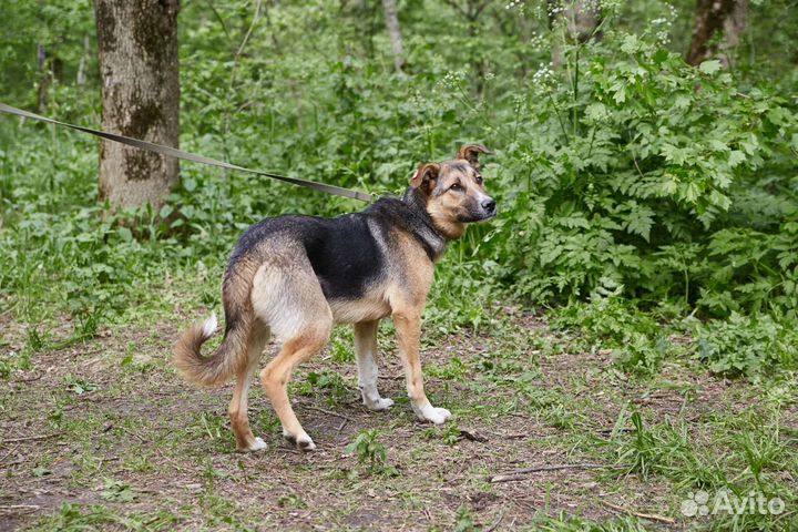 Крупный молодой пёс Рамштайн ищет дом