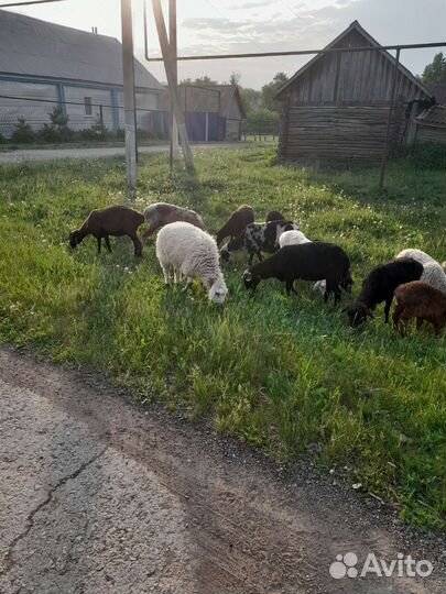 Овцы
