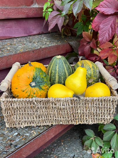 Тыквы декоративные в ассортименте и семена