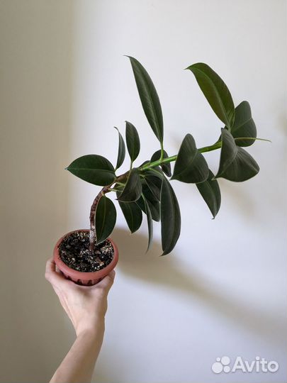 Фикус эластика Мелани