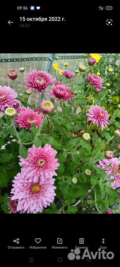 Хризантемы рассада