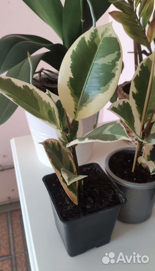 Фикус эластика Тинеке