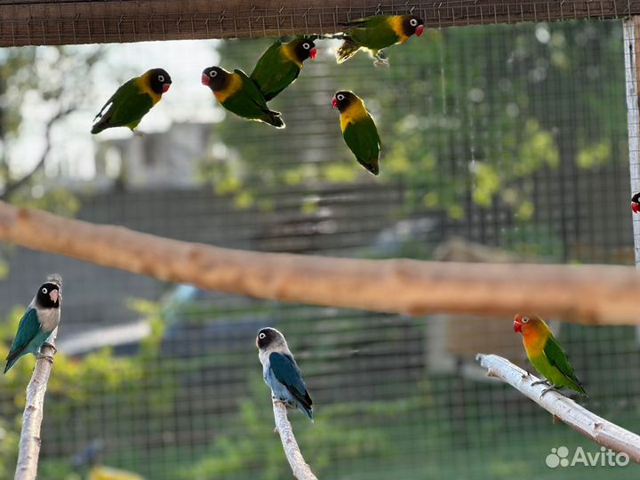 Попугай неразлучники