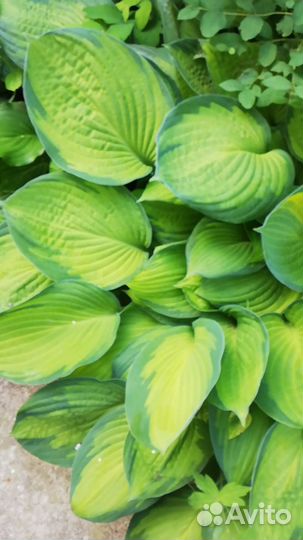 Продаются хосты