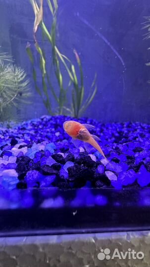 Аквариумные рыбки