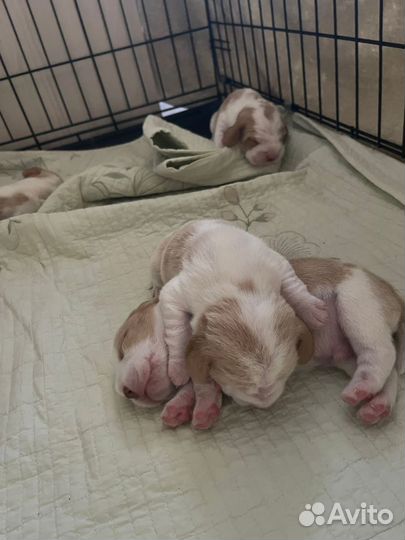 Щенки бигль