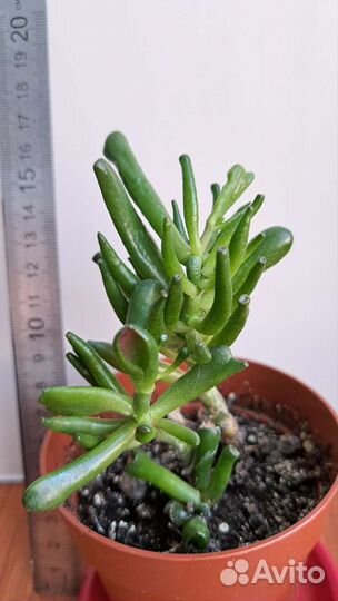 Толстянка хоббит