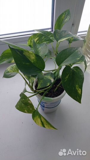 Эпипремнум