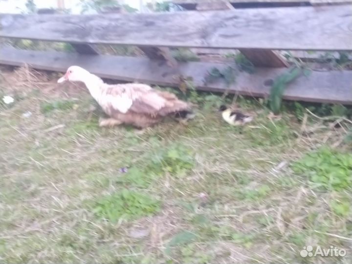 Утка-наседка с 3мя утятами (семьёй) цена за всех