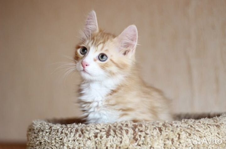 Рыжий котёнок мальчик в добрые руки