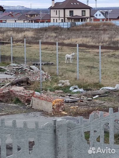 Белая собака