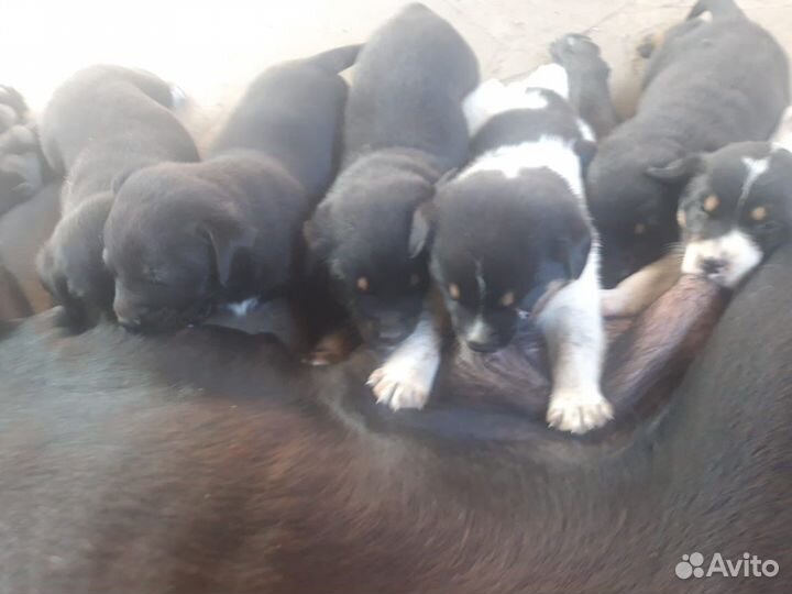 Охотничьи щенки