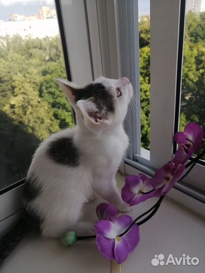 Кошечка в добрые руки