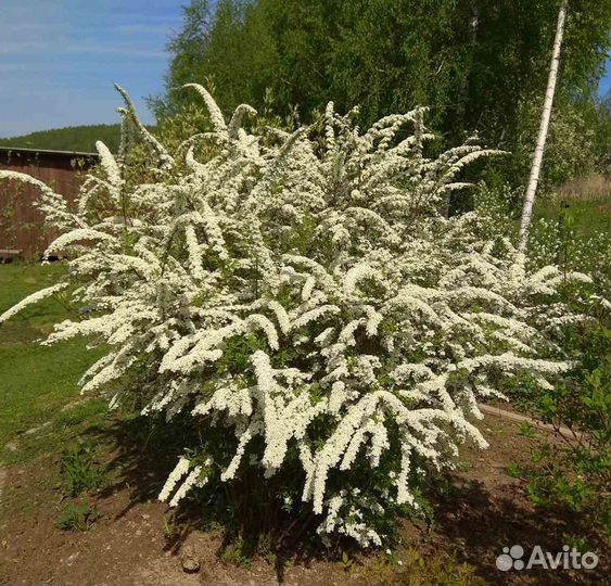 Саженцы спиреи, барбариса