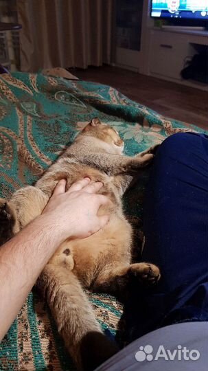 Шотландский кот на вязку