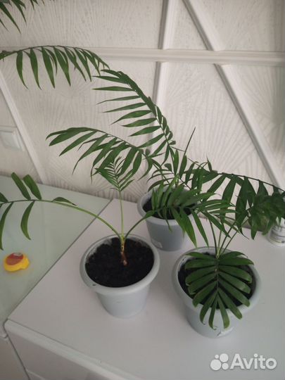 Пальма хамедорея