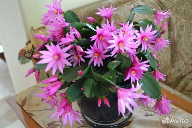 Декабрист шлюмбергера рапсалидопсис