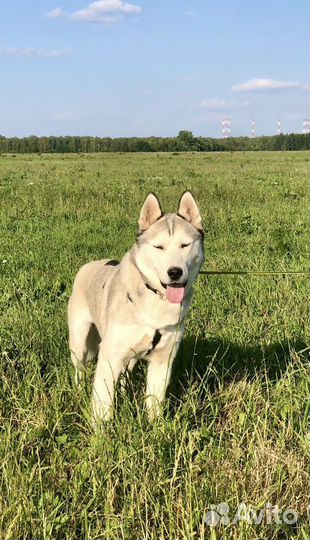 Щенок мальчик хаски Марк 8 мес