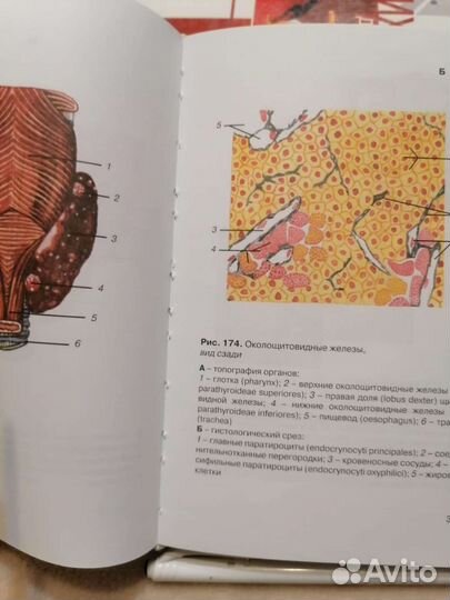 Атлас анатомии человека