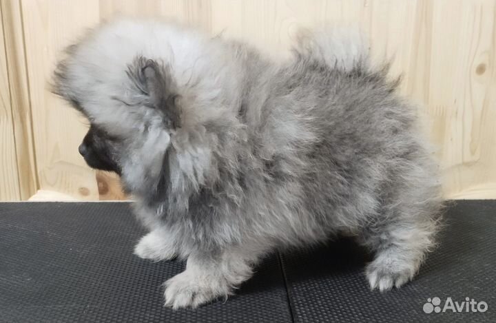 Щенки померанского шпица