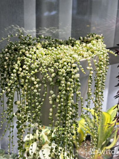 Крестовник Роули вариегатный