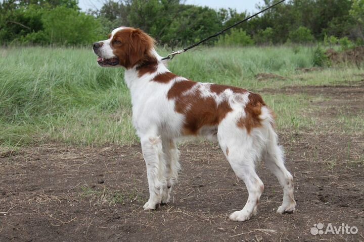 Бретонский Эпаньоль(Бретон ) вязка
